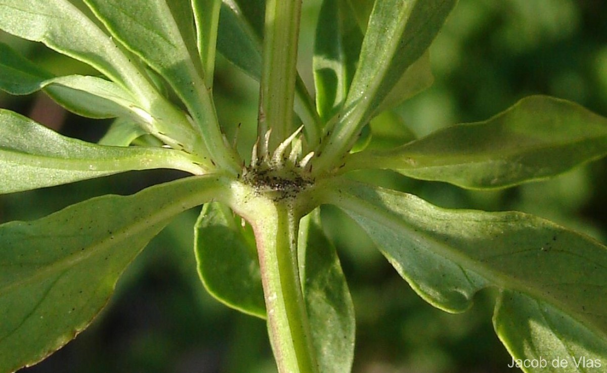 Spermacoce verticillata L.